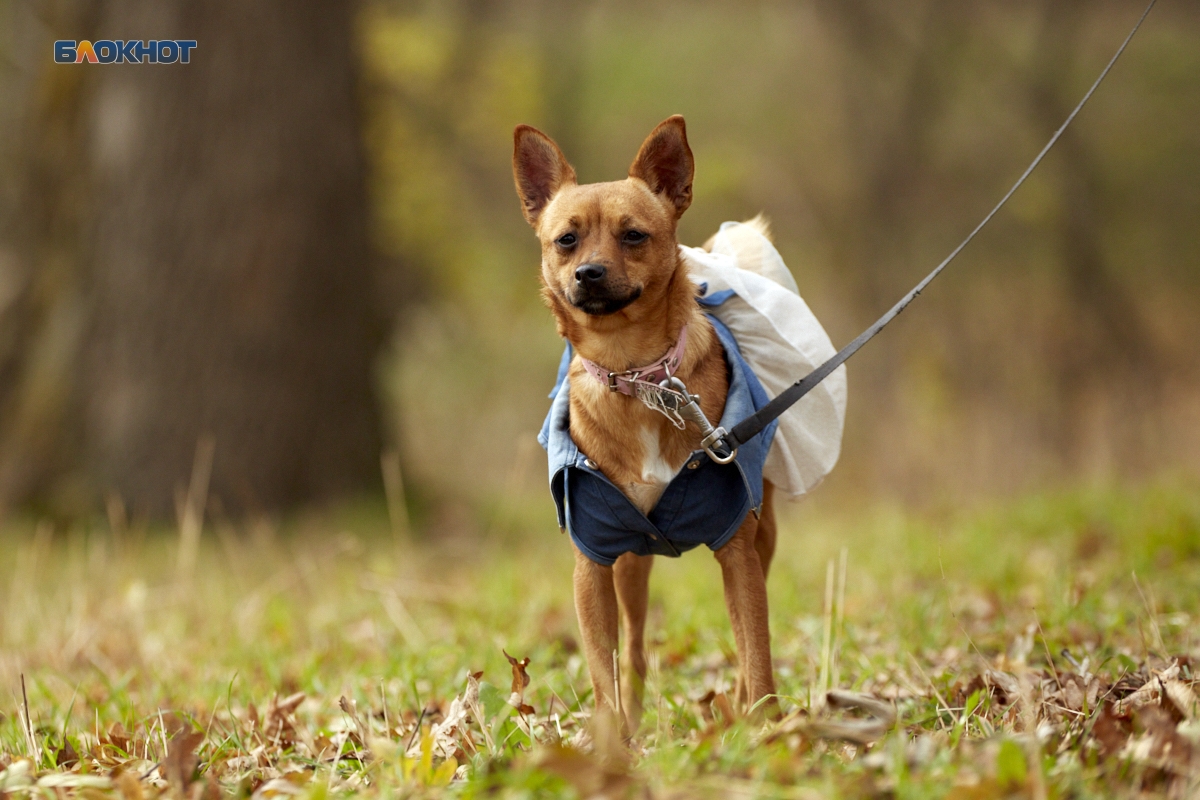 Штрафы до 50 тысяч рублей для владельцев животных: Ставропольский край поддержал ужесточение закона