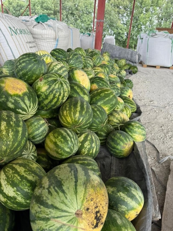 Фермер из Предгорного округа собрал первые 2 тонны арбузов