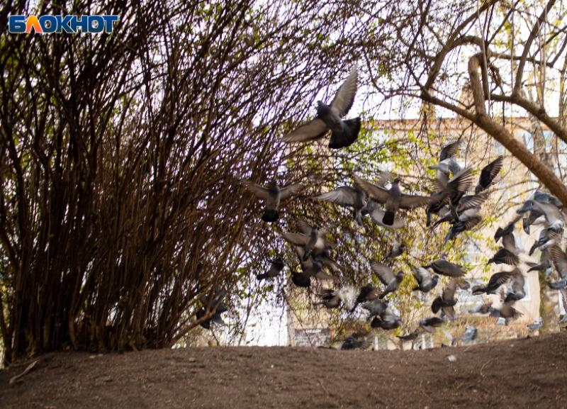 До +8 градусов рухнут столбики термометров у ставропольцев