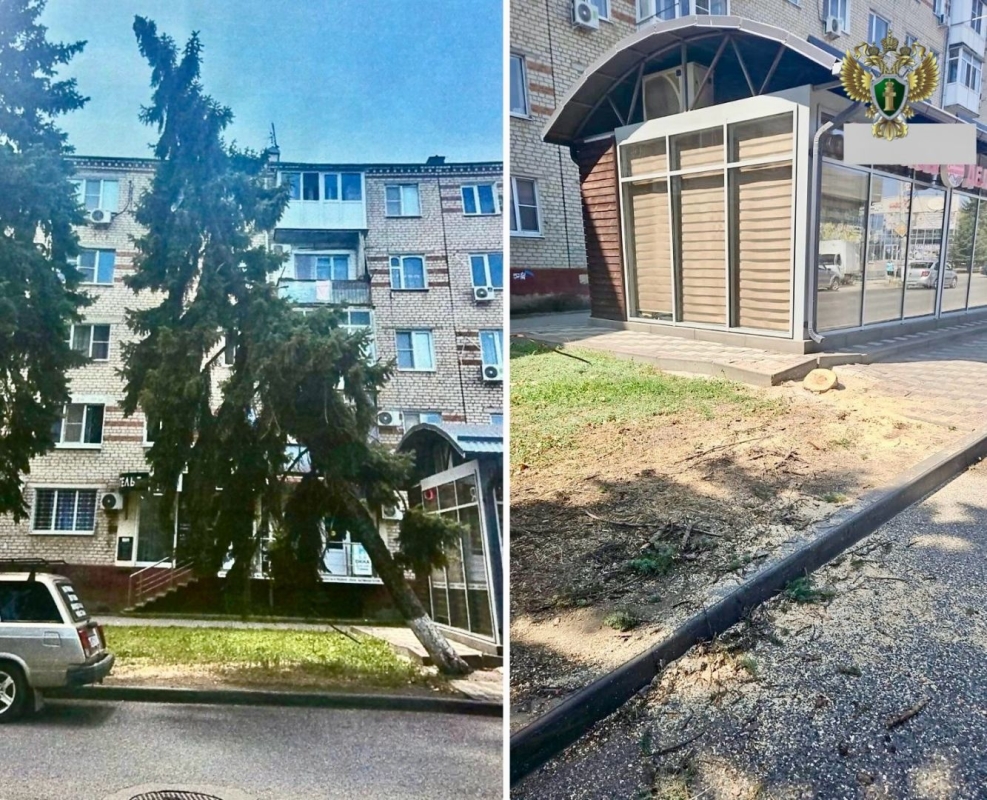 В Минводах спилили &laquo;пизанскую&raquo; ель