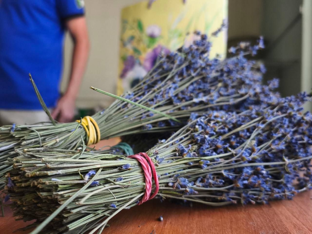 На Ставрополье запустили производство лавандового масла На Ставрополье запустили производство лавандового масла