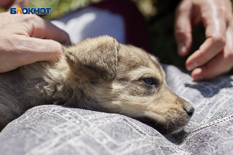 В работе ставропольской ветклиники с массовой гибелью животных выявили серьезные нарушения В работе ставропольской ветклиники с массовой гибелью животных выявили серьезные нарушения