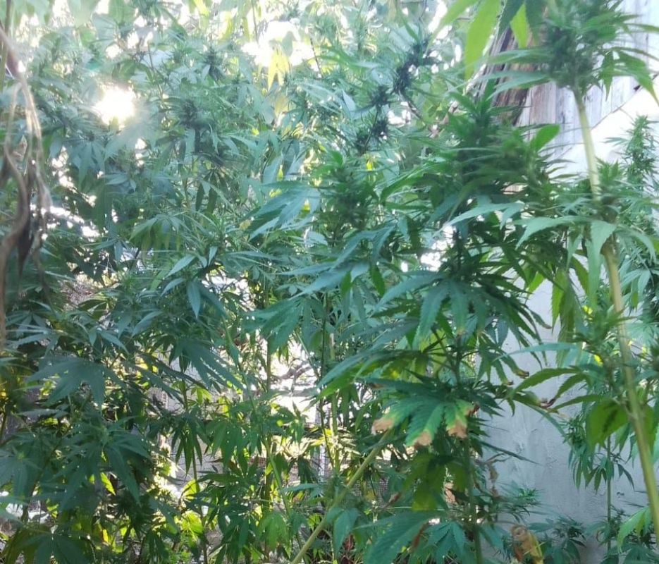 Ставрополец выращивал коноплю на приусадебном участке