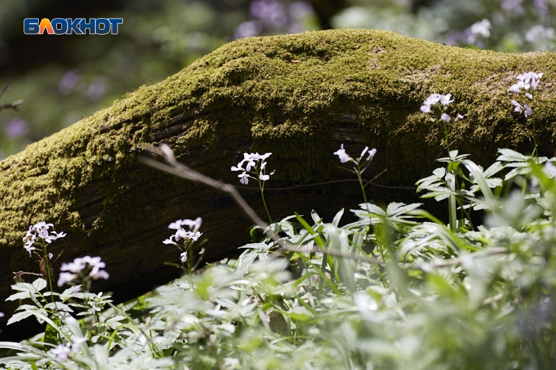 На 55-е место опустилось Ставрополье в экологическом рейтинге за лето 2025 года