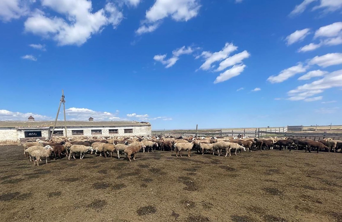 Житель Ставрополья получил 3 млн рублей за вымышленных овец