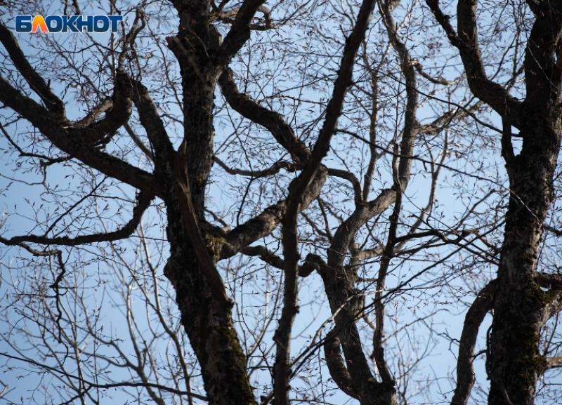 Похолодание до +7 градусов грядет на Ставрополье в начале рабочей недели