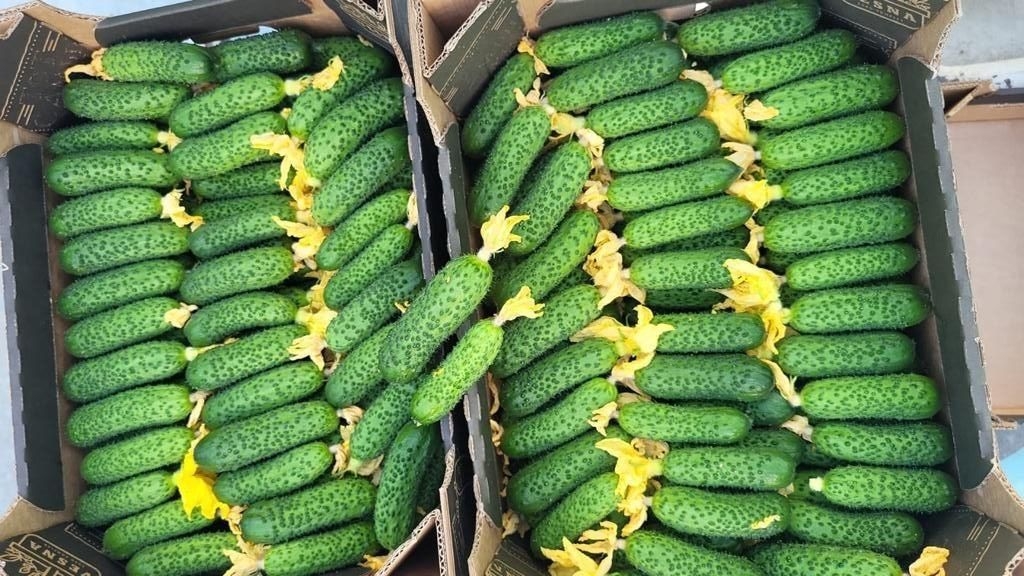 Ставропольские аграрии запустили новый сезон выращивания огурцов