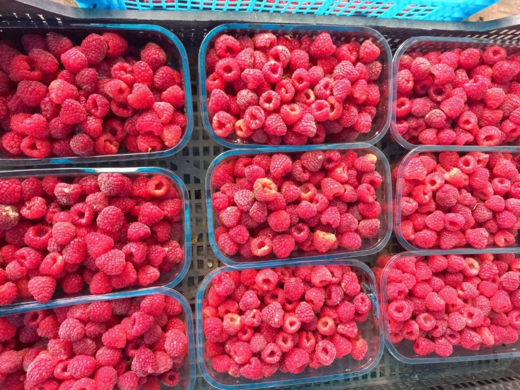 В Предгорье собрали 25 тонн малины В Предгорье собрали 25 тонн малины