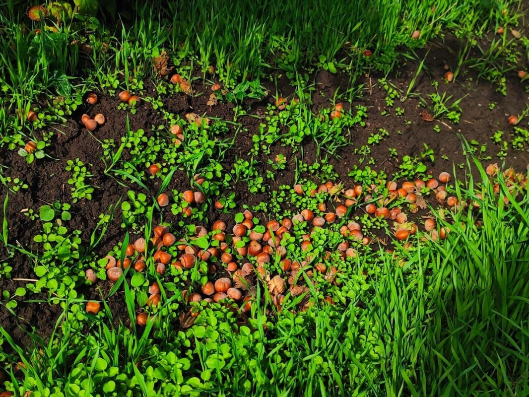 Площадь ореховых садов на Ставрополье превышает тысячу гектаров