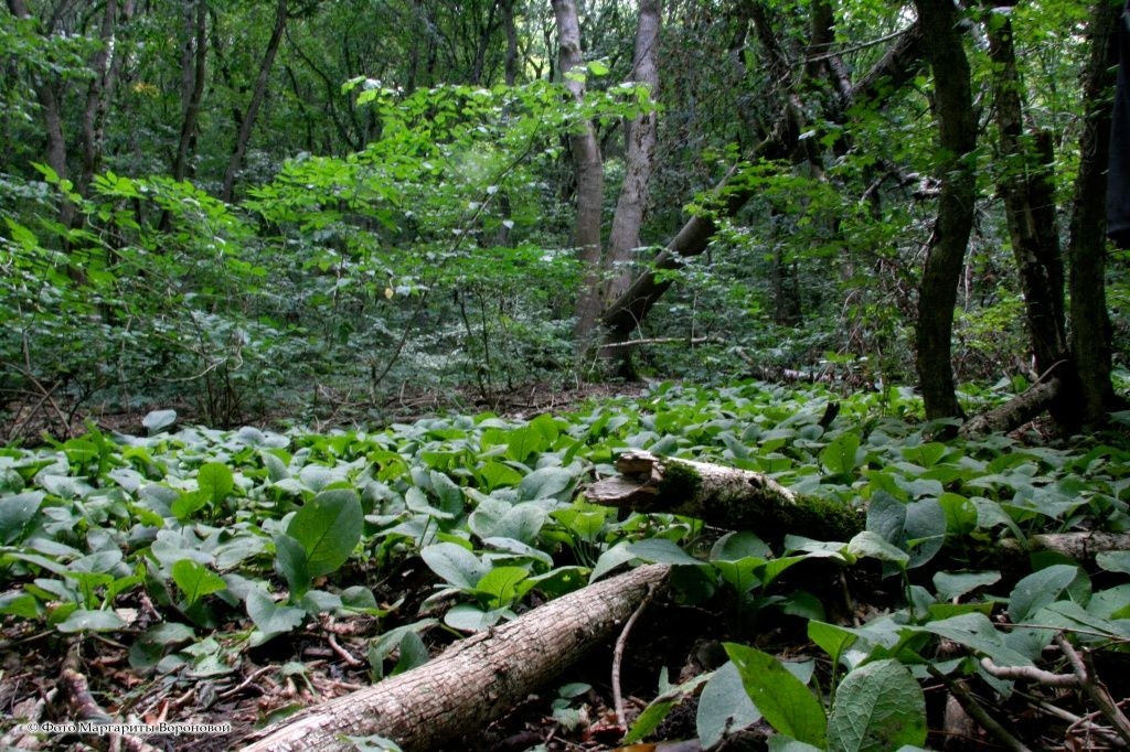 На Ставрополье сняты ограничения на посещение лесов после окончания пожароопасного сезона