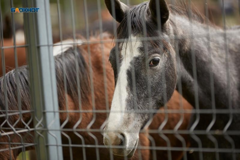 Пятигорский ипподром едва избежал банкротства из-за долга в 30 миллионов рублей