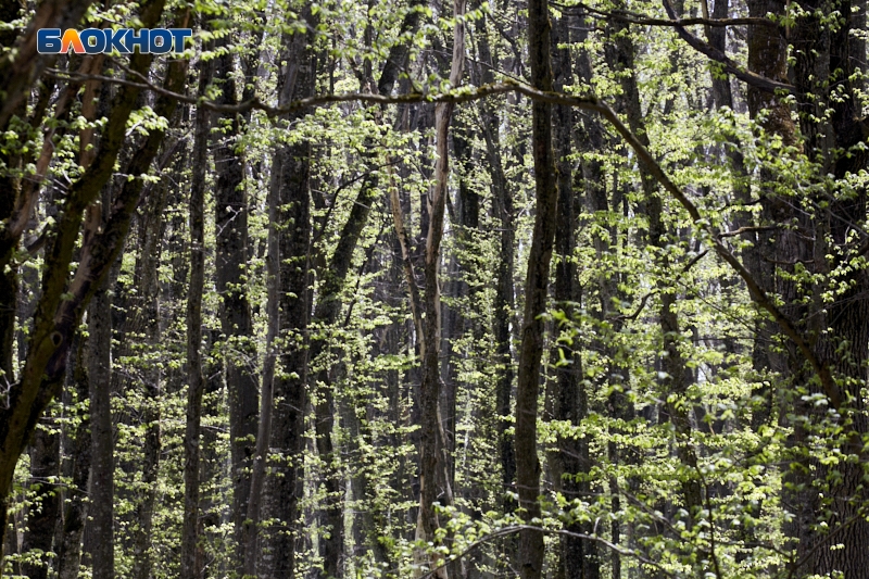 Погодные качели от +2 до +15 пообещали ставропольцам 25 ноября