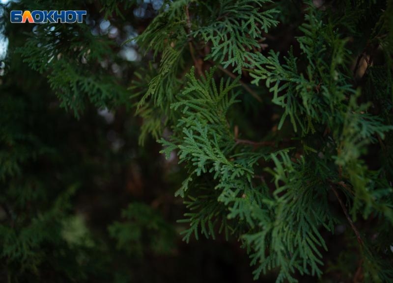 Отопительный сезон ночью и курорт днем: погода в Ставрополе снова играет в контрасты