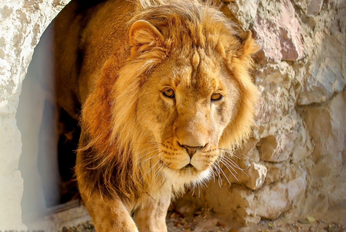 Лев, конфискованный у жителя Ставрополья, обрёл дом в крымском зоопарке Лев, конфискованный у жителя Ставрополья, обрёл дом в крымском зоопарке