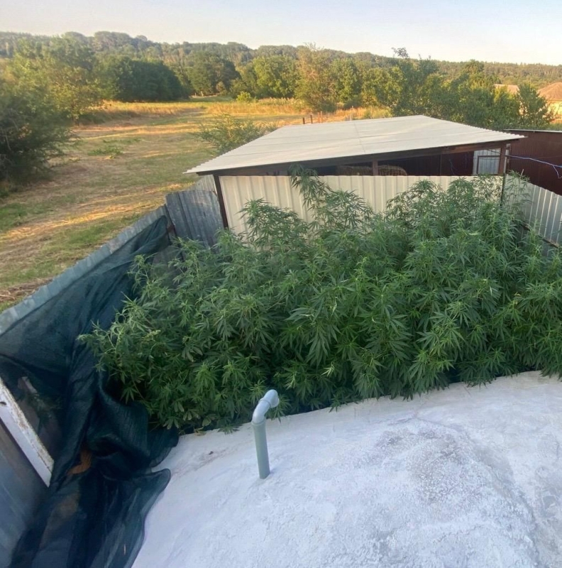 Мини-наркоплантацию нашли у жителя Ставрополья Мини-наркоплантацию нашли у жителя Ставрополья