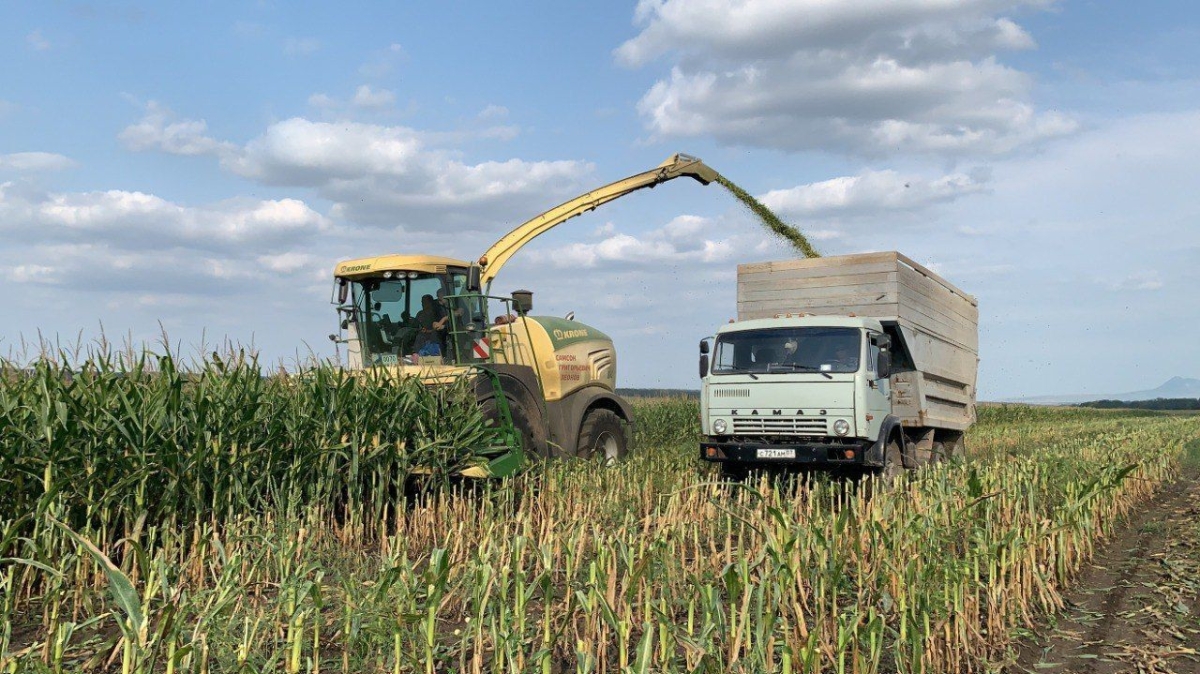 Предгорный округ заготовил более 65 тыс. тонн кормов на зиму