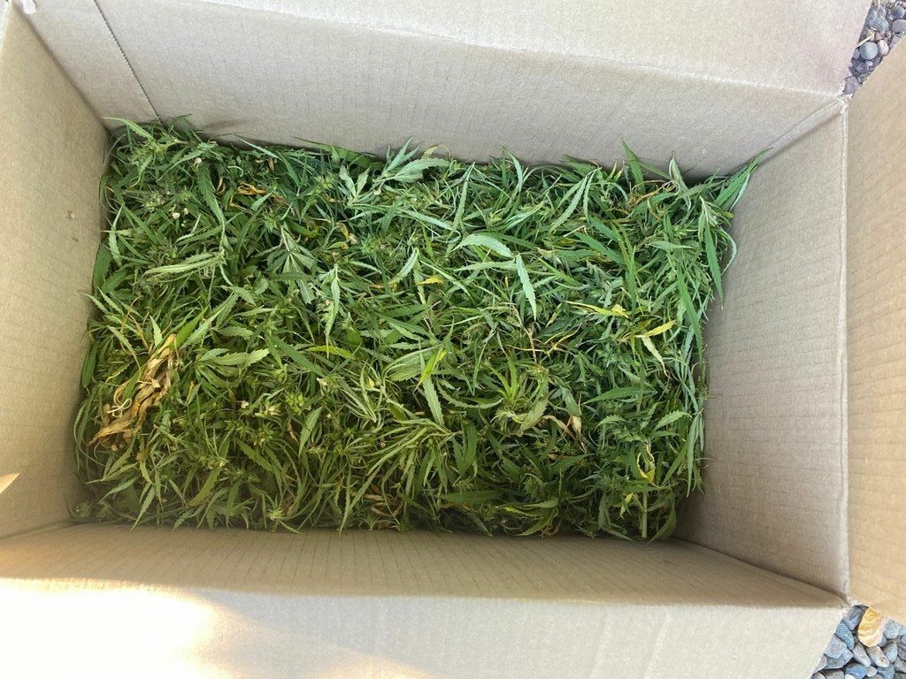 Полиция изъяла у пьяного ставропольца более 150 граммов марихуаны