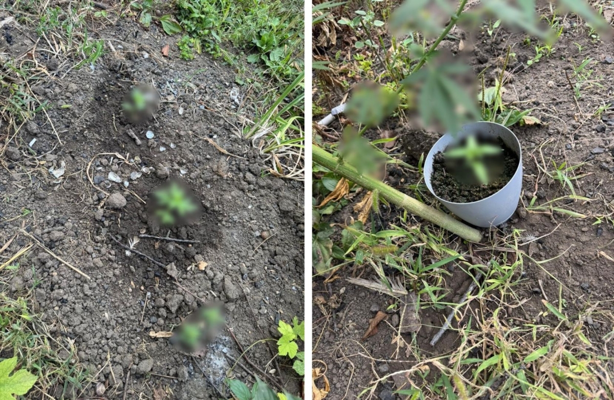 Житель Ставрополья выращивал коноплю на грядках