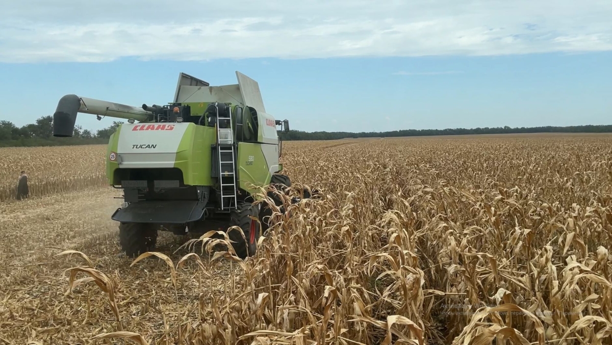 На Ставрополье наполовину завершили уборку пропашных культур