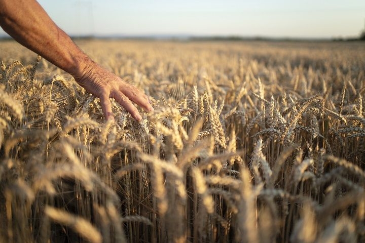 Страховые выплаты аграриям Ставрополья за потери урожая выросли в 30 раз